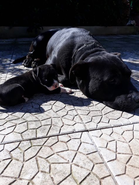 Cucciola Amstaff femminuccia con pedigree ENCI - Foto 3