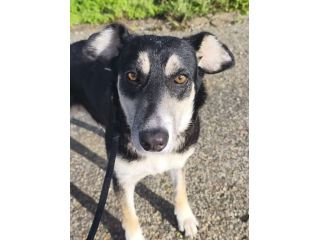 CASPER, 5 ANNI, TAGLIA MEDIA CONTENUTA (20KG), CERCA CASA!