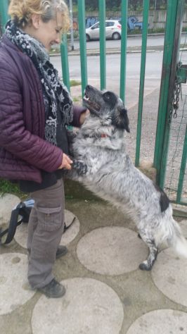 ASSO, affettuosissimo cagnolino - Foto 2