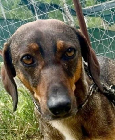 MELAMPO TIMIDO E REMISSIVO CAGNOLINO IN ADOZIONE