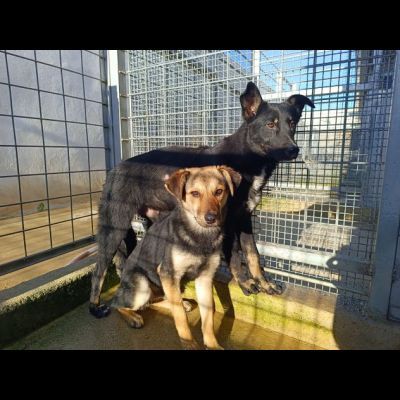 Carlo: timido, dolce, socievole, affettuoso - Foto 5