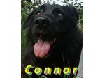 Connor, cerca casa (adozione del cuore)
