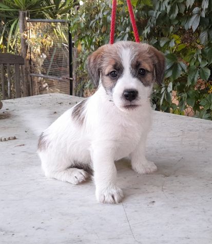 Jack Russell Terrier Broken Ruvido cuccioli - Foto 6