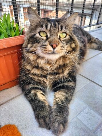 Sparty super gattone in regalo - Foto 5