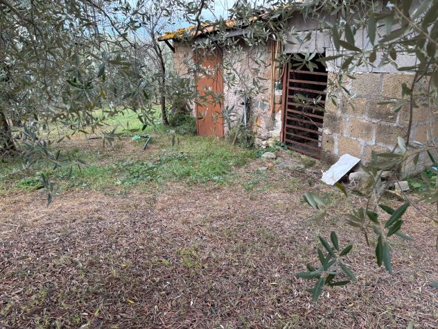 TERRENO AGRICOLO CON ULIVI E RUSTICO - Foto 5