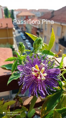 Passiflora semi - Foto 4