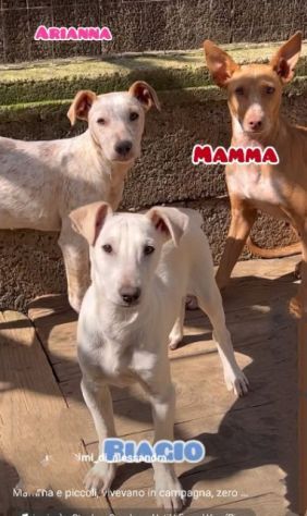 MAMMA MEDEA E CUCCIOLI BIAGIO ED ARIANNA: in adozione.