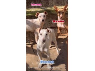 MAMMA MEDEA E CUCCIOLI BIAGIO ED ARIANNA: in adozione.