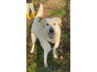 FOSTER CARATTERE ECCEZIONALE CANE IN ADOZIONE