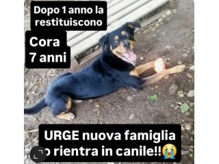 CORA CAGNOLINA IN ADOZIONE