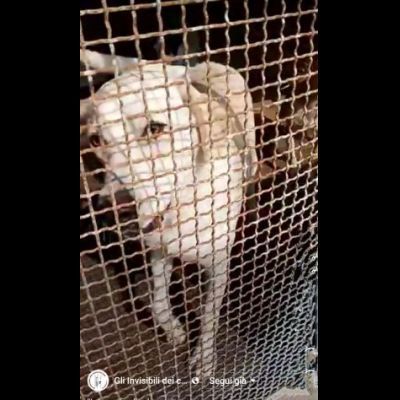 LIBECCIO buonissimo e pacato, aspetta una famiglia, cane in adozione - Foto 6