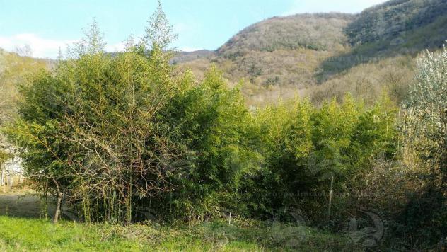 Alassio, terreno di circa 6.000 mq. con progetto per costruire una villa. - Foto 12