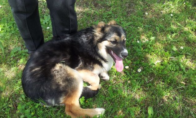 SISSY, stupenda cucciola speciale - Foto 3