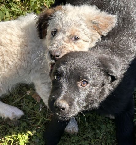 Regalo cuccioli - Foto 5