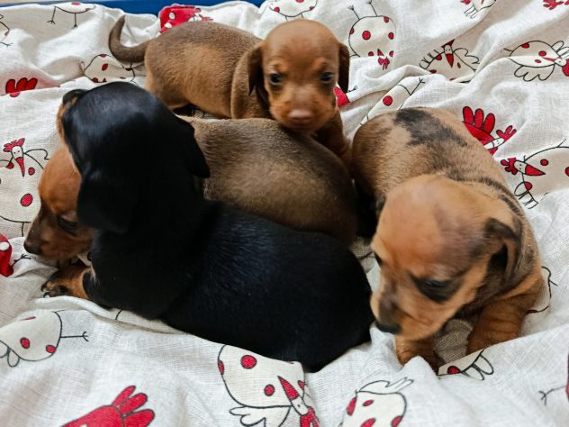 Cuccioli di bassotto nano - Foto 2