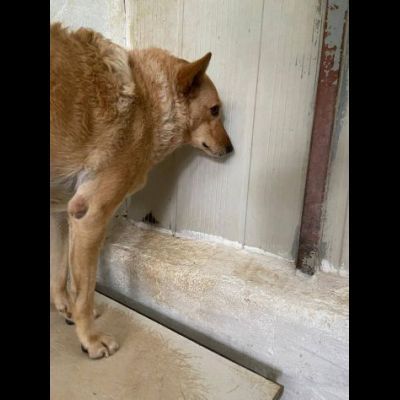 ROSITA ADDOLORATA PRIVATA DELLA LIBERTÀ CANE IN ADOZIONE - Foto 2