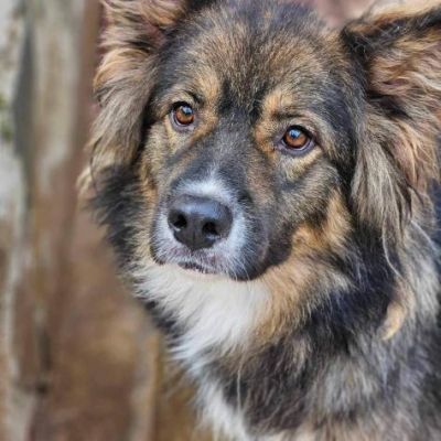Yuki meraviglioso cagnolino in adozione