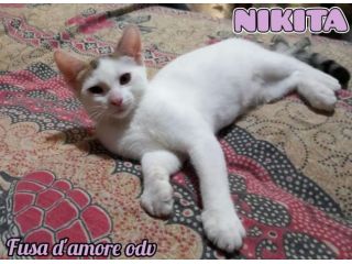 NIKITA, dolce gattina in adozione