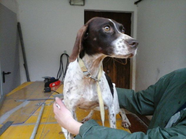 PINKY, bellissima pointer dal carattere d'oro - Foto 3