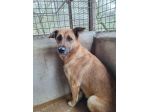 BIANCA CERCA SALVEZZA CANE IN ADOZIONE