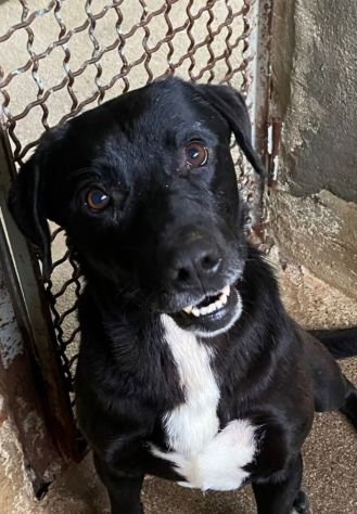 BORIS FANTASTICO ESEMPLARE DI CANE COZZA! DOLCISSIMO CAGNOLINO IN ADOZIONE