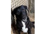 BORIS FANTASTICO ESEMPLARE DI CANE COZZA! DOLCISSIMO CAGNOLINO IN ADOZIONE