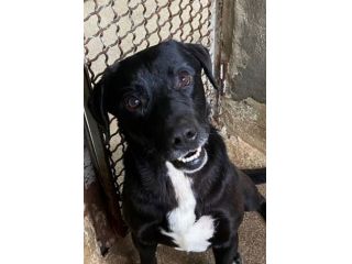 BORIS FANTASTICO ESEMPLARE DI CANE COZZA! DOLCISSIMO CAGNOLINO IN ADOZIONE