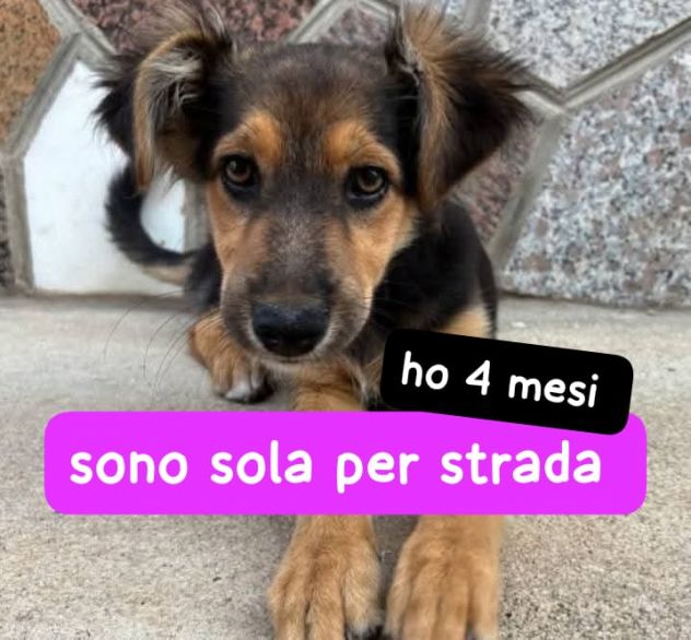 CUCCIOLA 4 MESI INCROCIO PASTORE TEDESCO VIVE PER STRADA - Foto 2