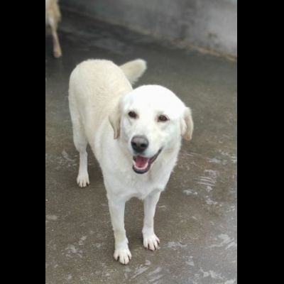 CATERINA CAGNOLINA SIMIL LABRADOR IN ADOZIONE - Foto 9