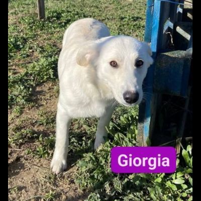GIGIA E GIORGIA DOLCI E AFFETTUOSE CAGNOLINE IN ADOZIONE