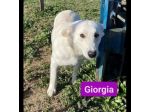 GIGIA E GIORGIA DOLCI E AFFETTUOSE CAGNOLINE IN ADOZIONE