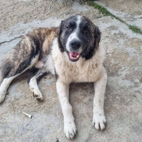ARTHUR MIX SAN BERNARDO 18 MESI 40 kg ORA E’ IN CANILE - Foto 3