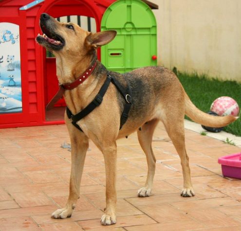 LAIKA, bellissima e invisibile - Foto 4