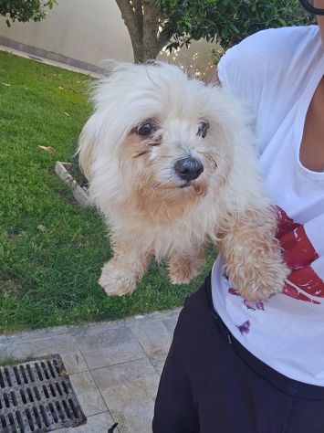 Mafalda: 4 anni, socievole con tutti - Foto 7