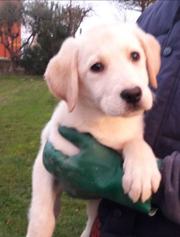 LABRADOR RETRIEVER - Foto 3