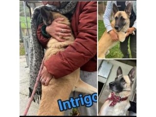 INTRIGO MOLTO SOCIEVOLE CANE IN ADOZIONE