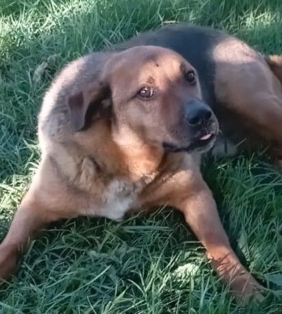 BULLO CONCENTRATO DI TENEREZZA, CANE IN ADOZIONE