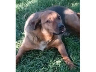BULLO CONCENTRATO DI TENEREZZA, CANE IN ADOZIONE