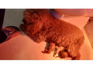 Cuccioli barboncino
