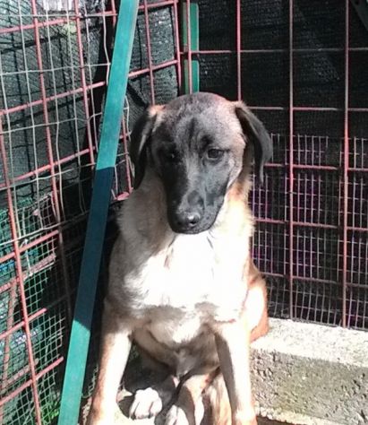 CODY, dolce e affettuoso cucciolotto - Foto 2