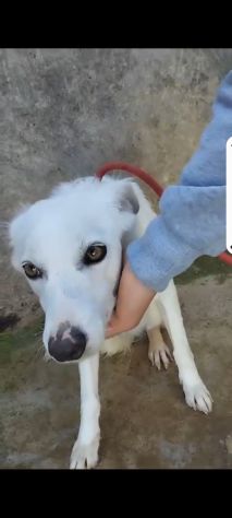 Giovane,femmina,grandi occhioni che nessuno nota! SICILIA - Foto 8