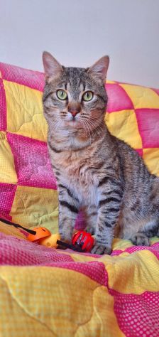 Dolcissimo gattino di soli 6 mesi - Foto 6
