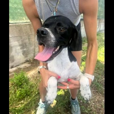QUASAR POINTER AFFETTUOSO CANE IN ADOZIONE