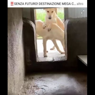 JANNICH E CARLOS CUCCIOLI IN ADOZIONE - Foto 6