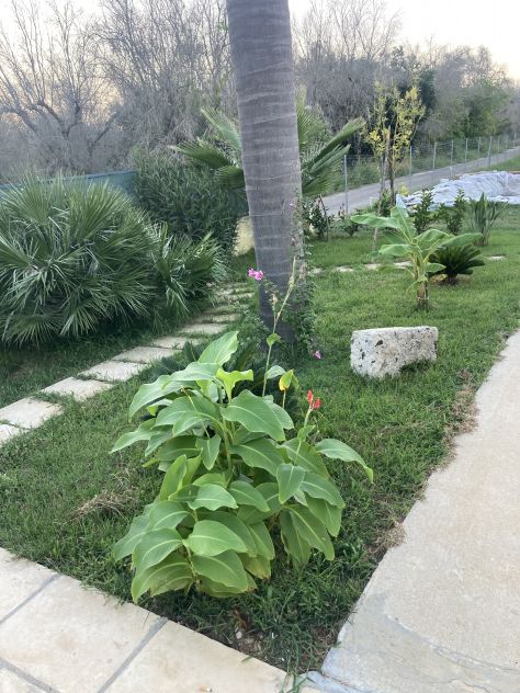 Terreno agricolo con casa - Foto 3
