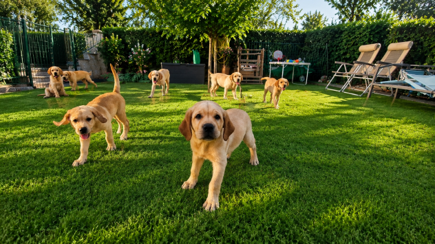 🐾 LABRADOR MIELE ALTA GENEALOGIA - FIGLI DI CAMPIONE ENCI 🐾 - Foto 3