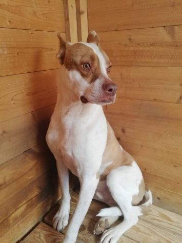 ELIO DOLCISSIMO E DELICATO CANE IN ADOZIONE - Foto 3