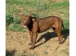 Zena Pitbull Red Nose giovane e triste da 2anni in canile SUD
