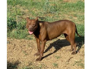 Zena Pitbull Red Nose giovane e triste da 2anni in canile SUD
