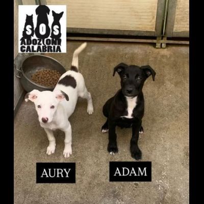 AURY, ADAM SOCIEVOLISSIMI CUCCIOLI IN ADOZIONE - Foto 2